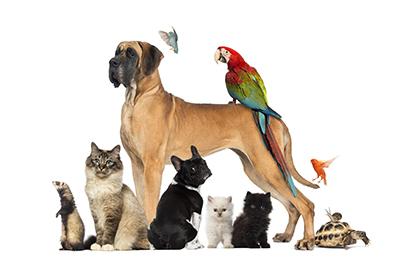 a collection of various animals