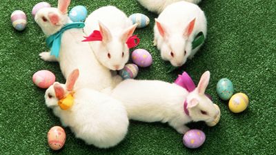 easter-bunnies.jpg
