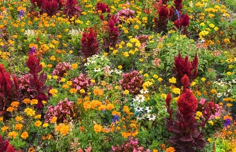 flowers.jpg