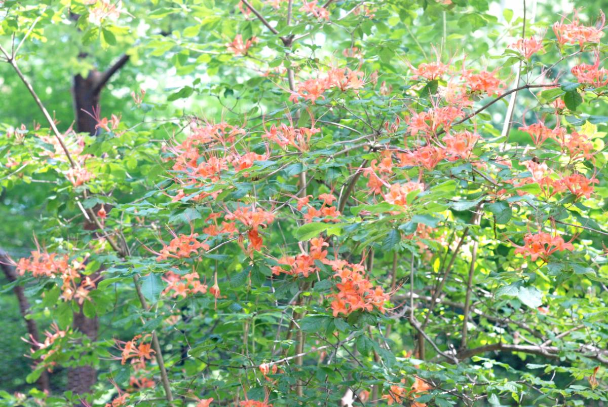 Azalea narcissiflora