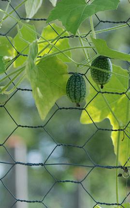 watermelon cucumbers