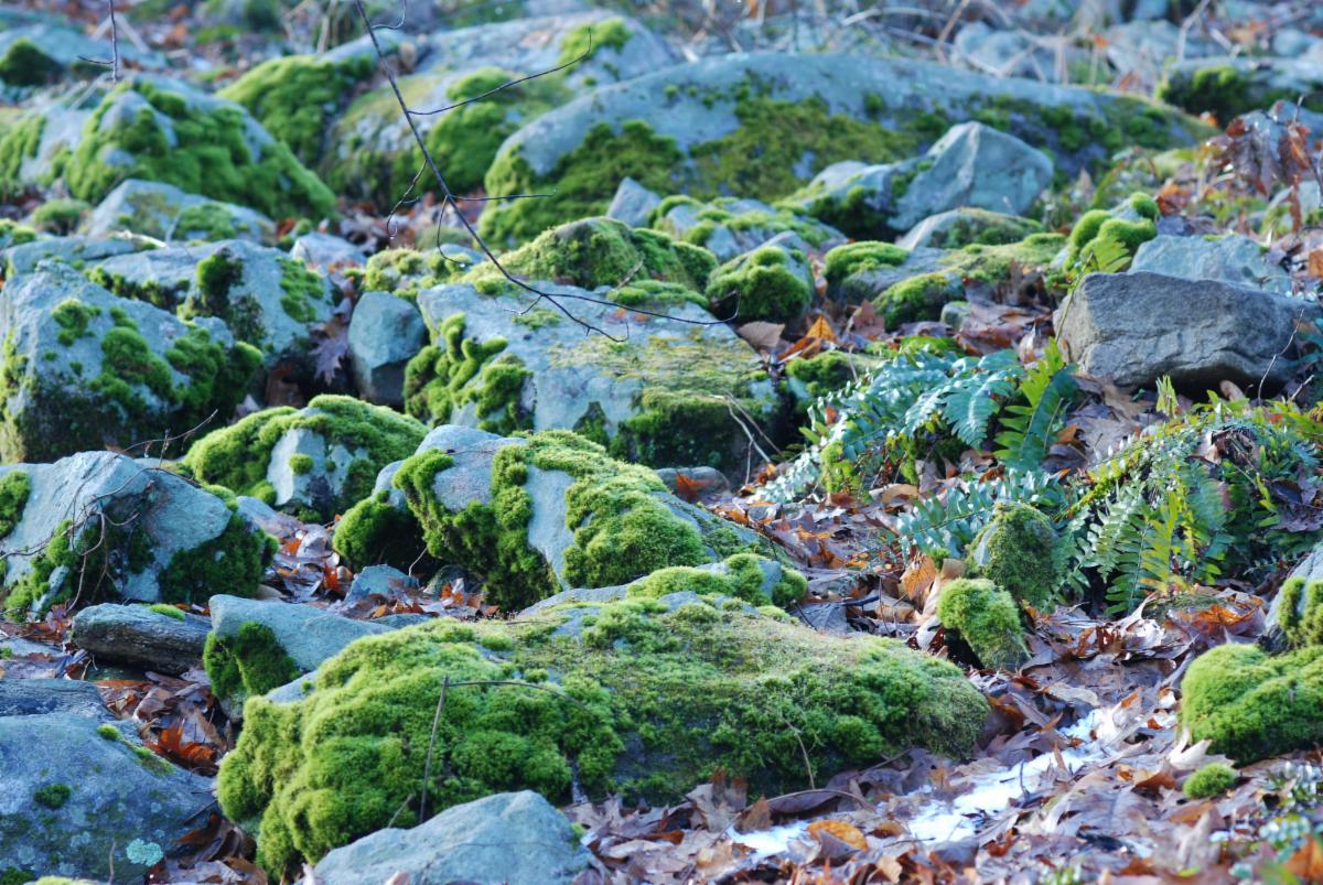 Lee Garden moss
