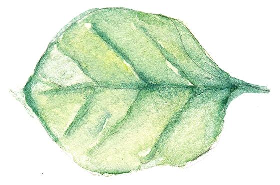 Leaf single divider