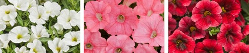 hanging basket colors 2019