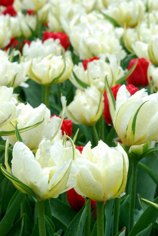 Colorblends white tulips