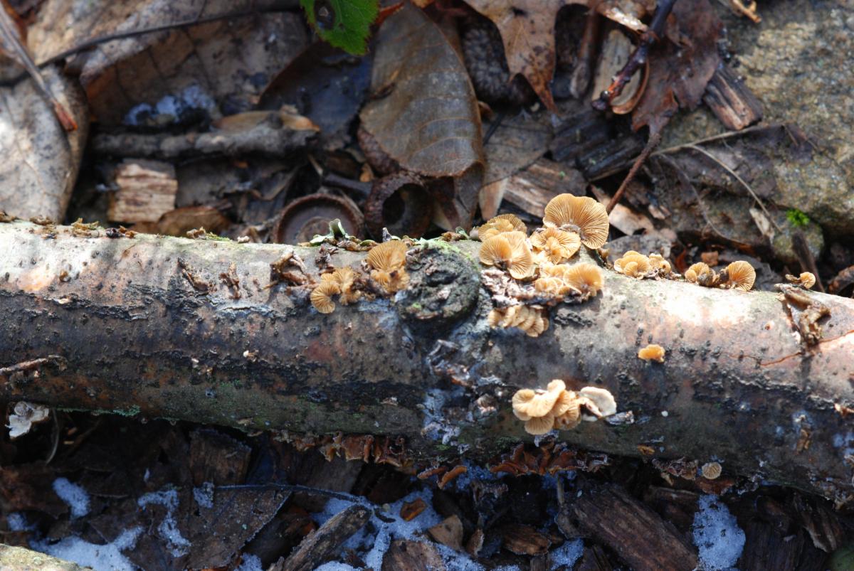 Lee Garden mushrooms