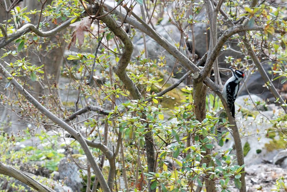 Downy Woodpecker lee 2020