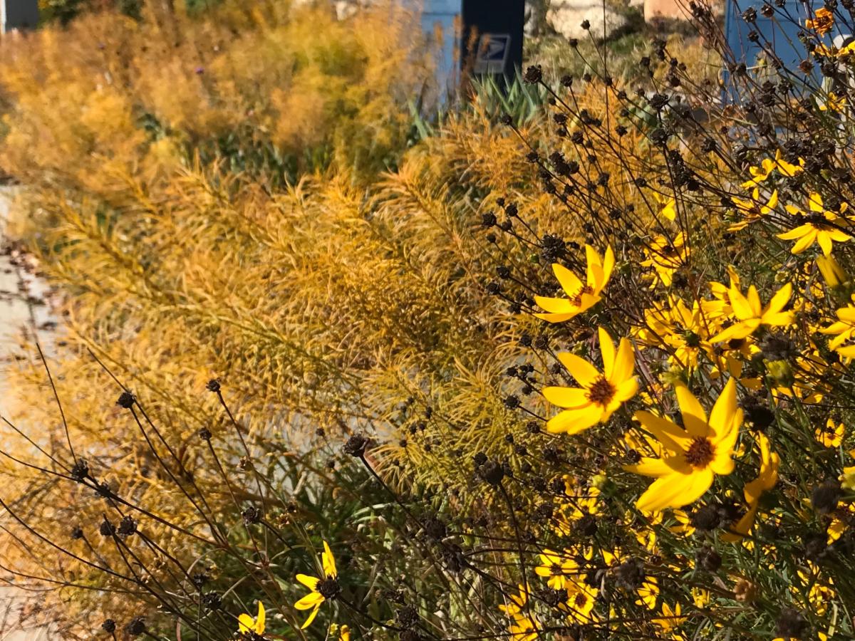 amsonia and coreopsis 10_2022