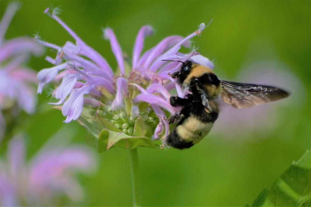 Black and Yellow bumble bee