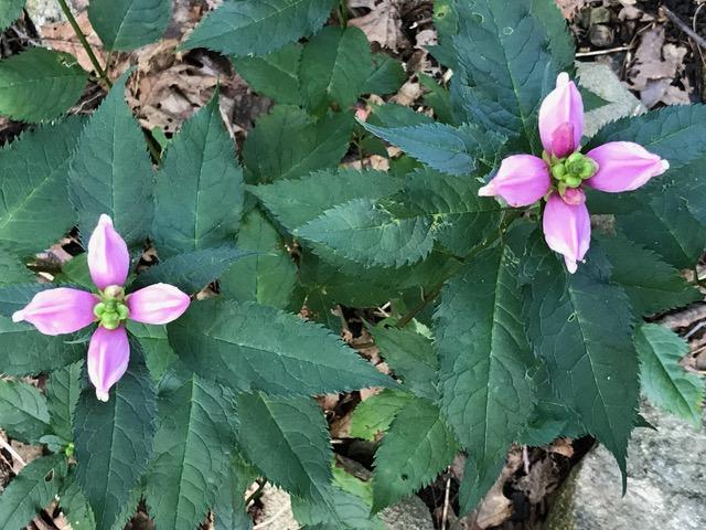 Turtlehead Lee Garden
