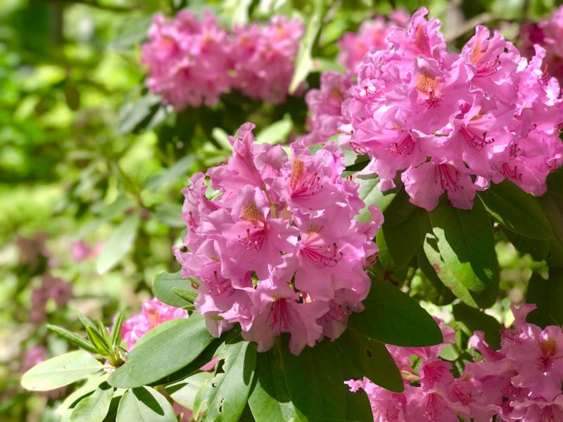 Rhododendron