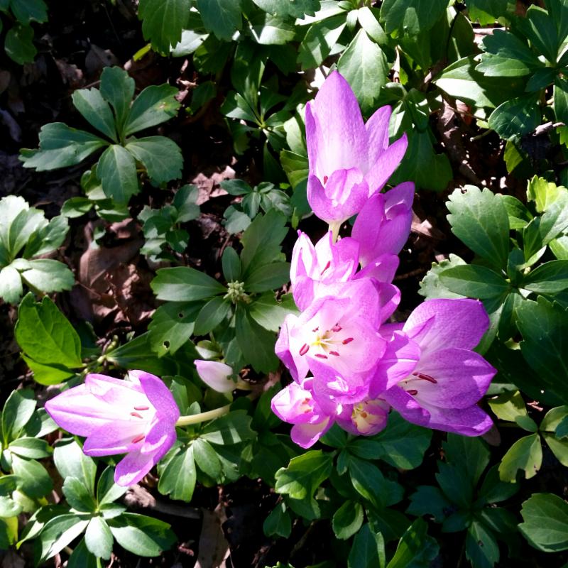 autumn crocus lee garden
