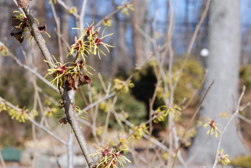 Hamamelis x intermedia 'Moonlight'