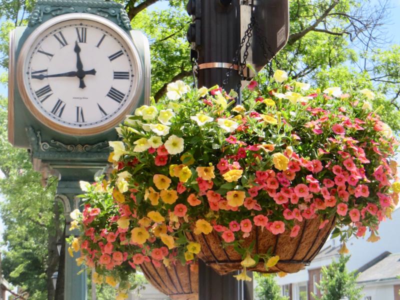 Hanging Baskets 2018
