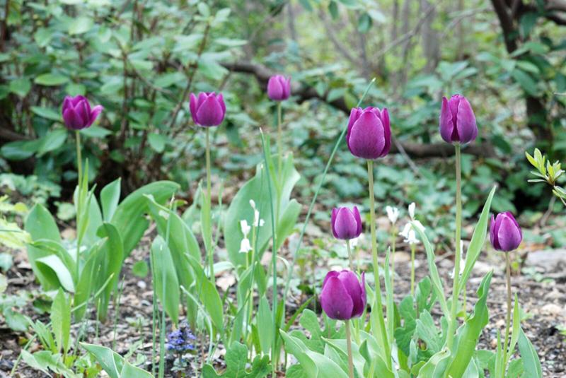 Lee Garden purple tulips