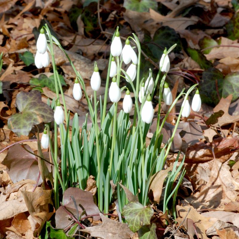 snow drops Lee Garden 2017