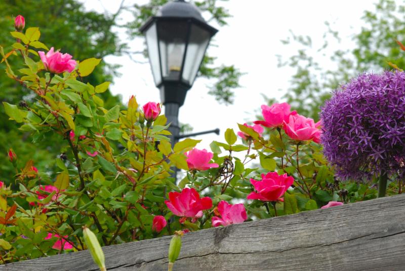 Town Hall Wall rose and allium