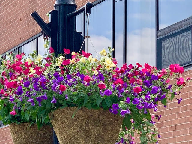 Hanging baskets 2021