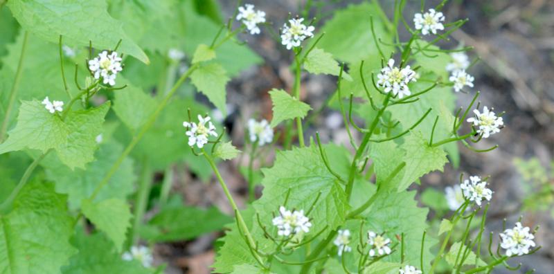 Garlic mustard