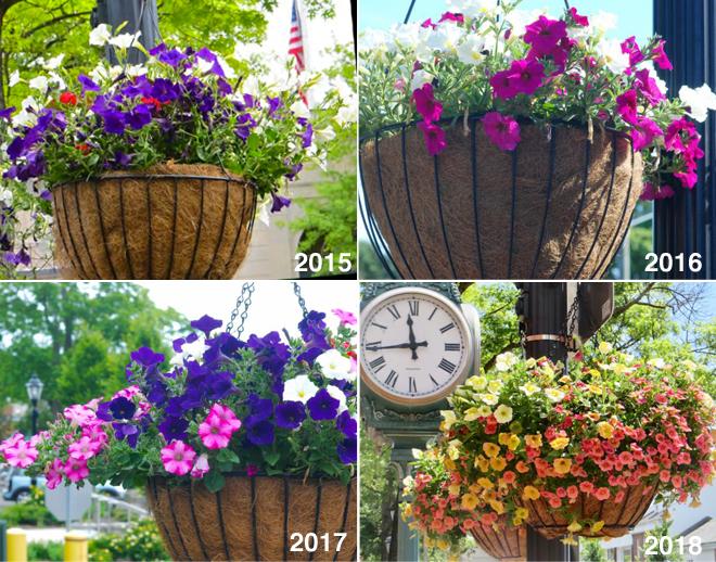 hanging baskets 4 years