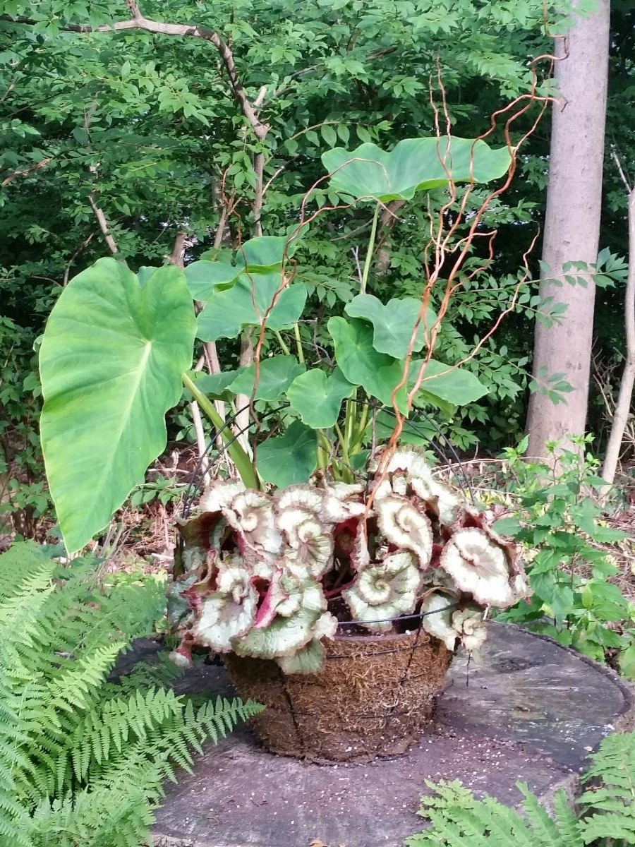 Elephant Ears