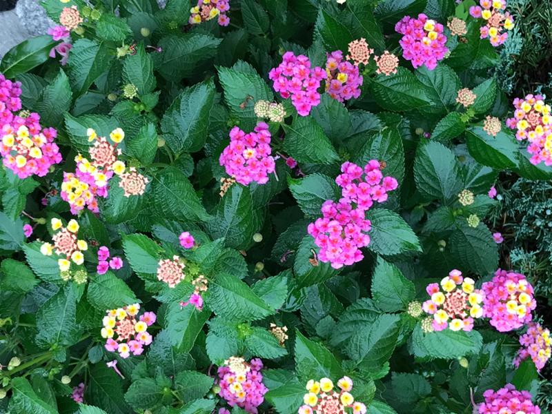 Bamatter lantana