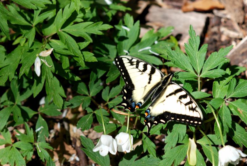 Swallowtail