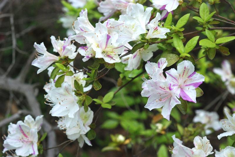 Azalea Glenn Dale Quakeress