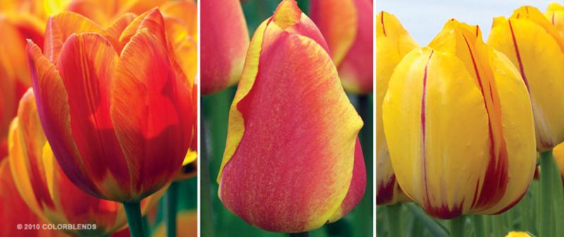 Red Yellow Cubed Series Tulips