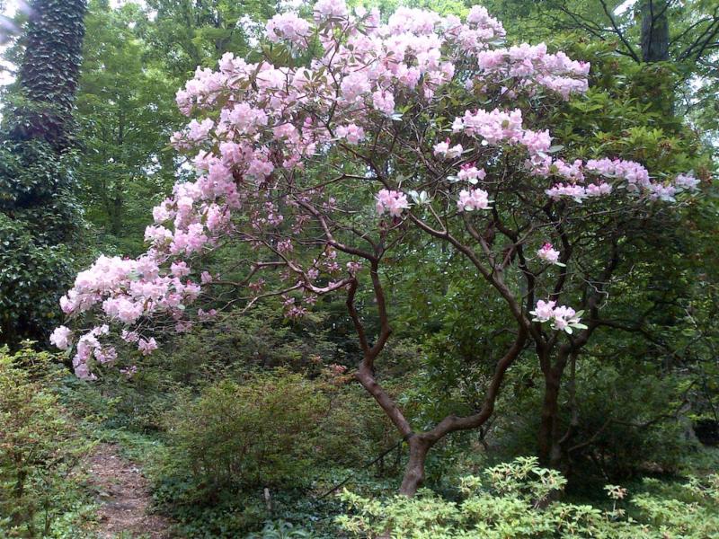 Rhododendron fortunei 'Lu Shan'