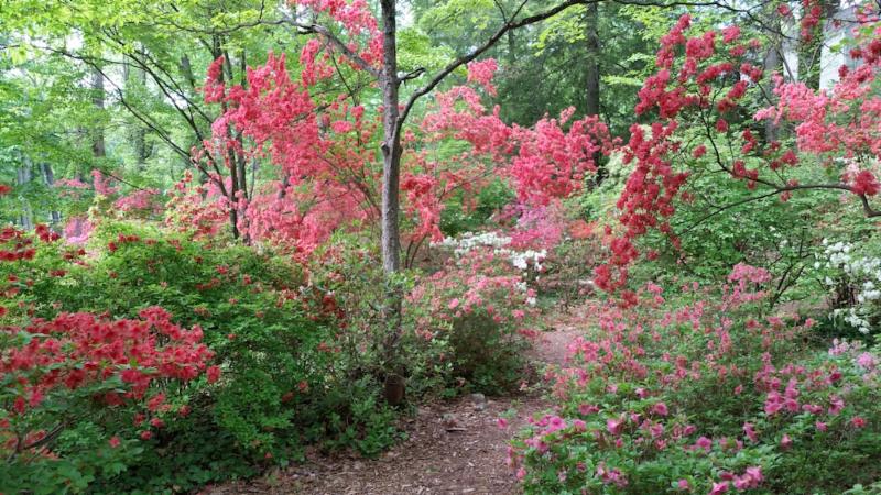 Lee Garden in full bloom