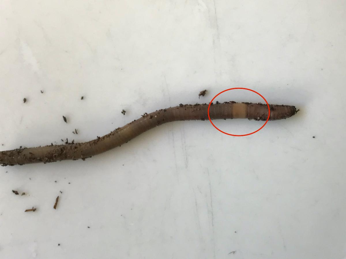 Asian Jumping Worm
