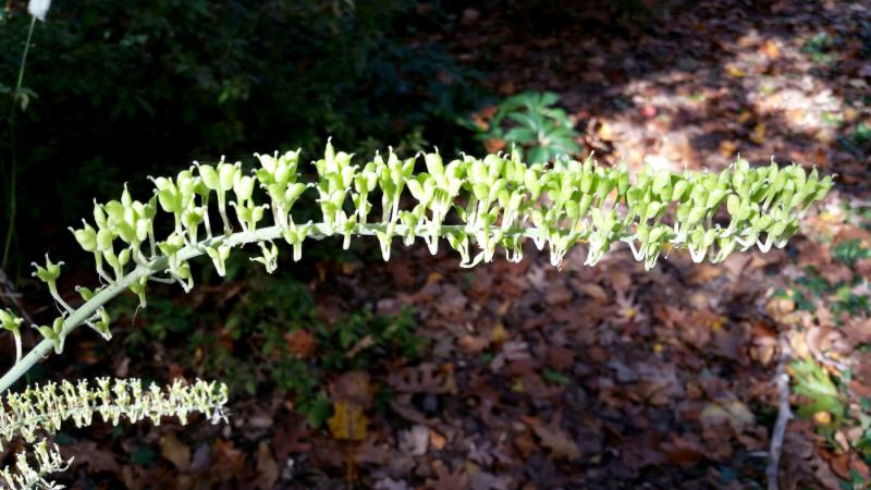 seed pod