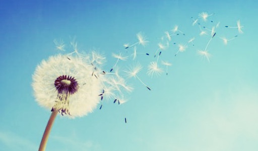 dandelion_seeds_blowing.jpg