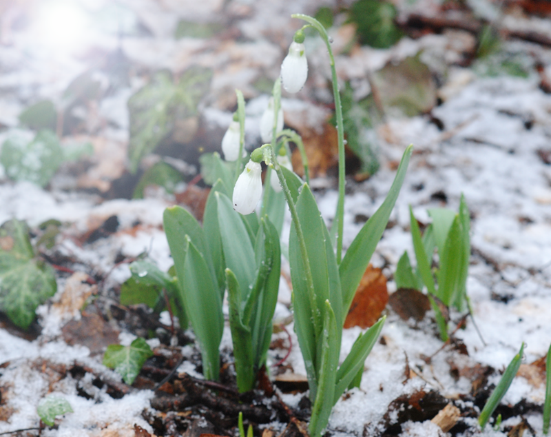 Snow Drops Lee