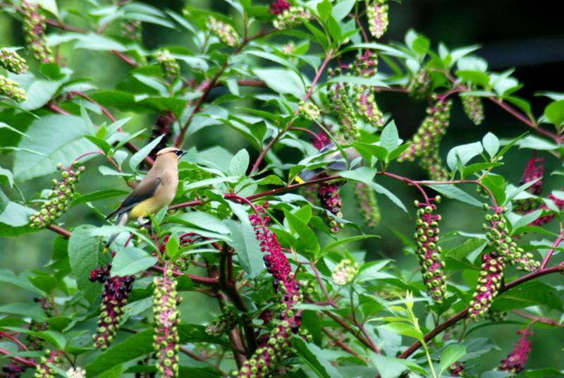 cedar waxwing
