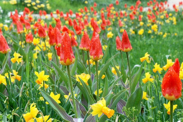 Colorblends red tulips