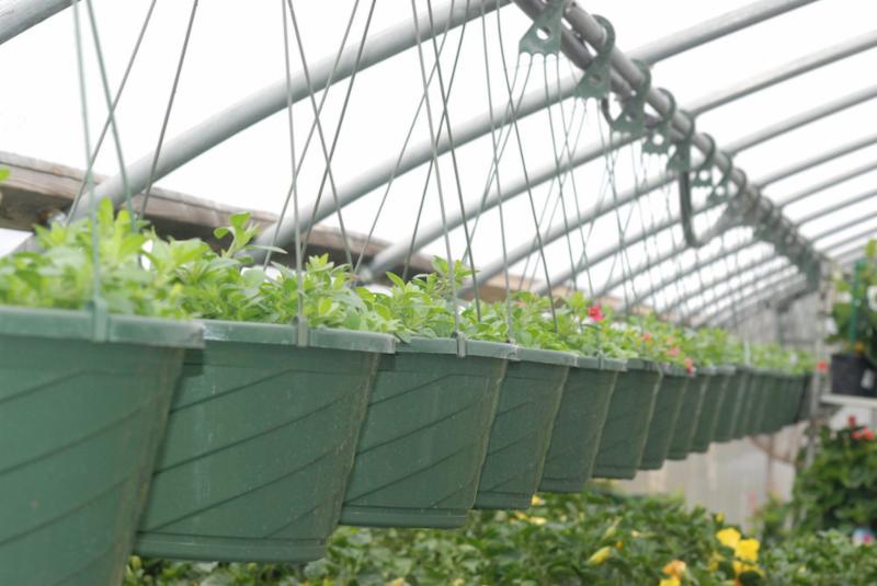 Hanging Baskets in a row