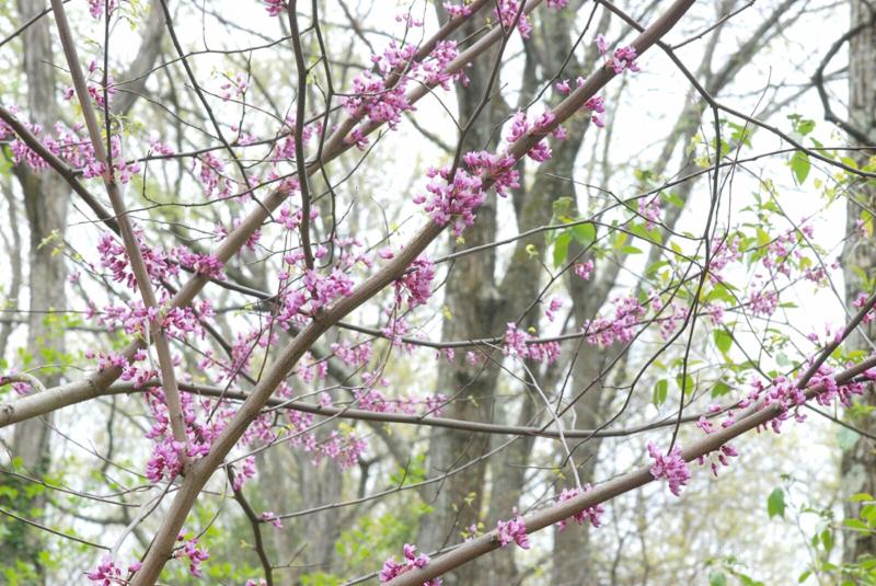 Lee Garden redbud