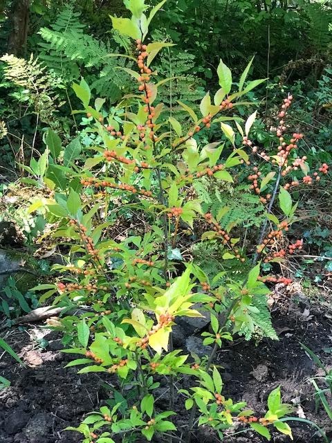 Winterberry
