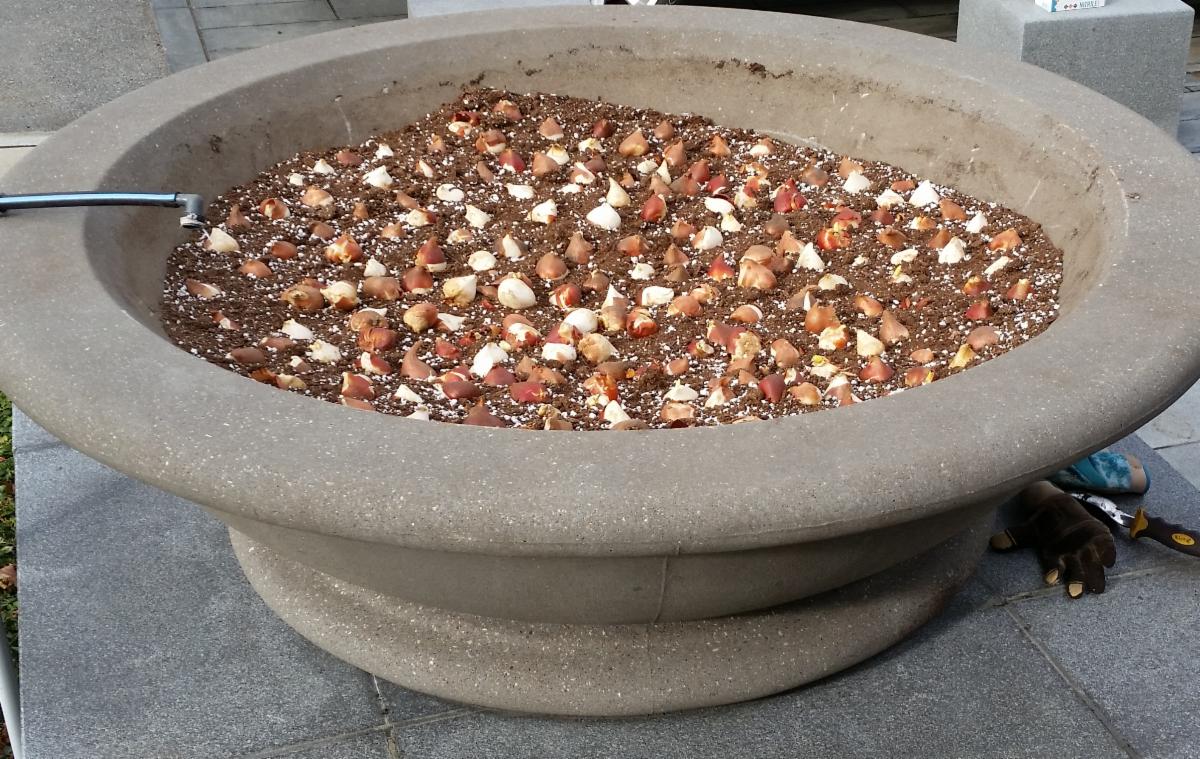 tulip bulbs at town hall