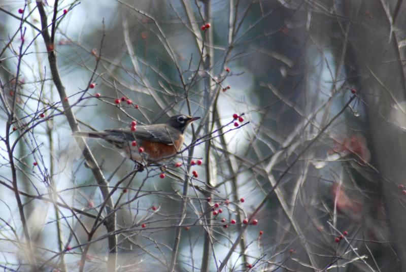 Robin in winterberry Lee