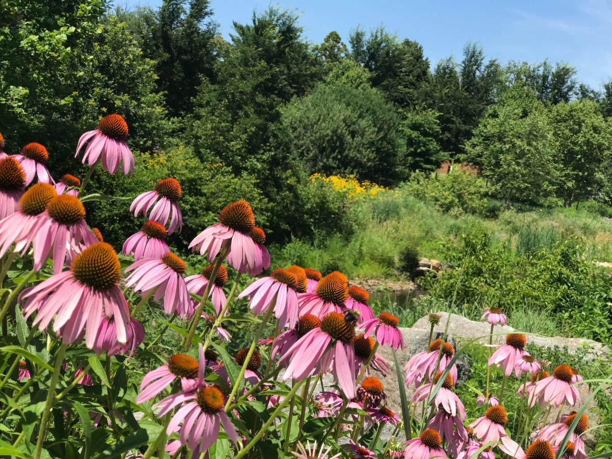 Mill River Part coneflowers