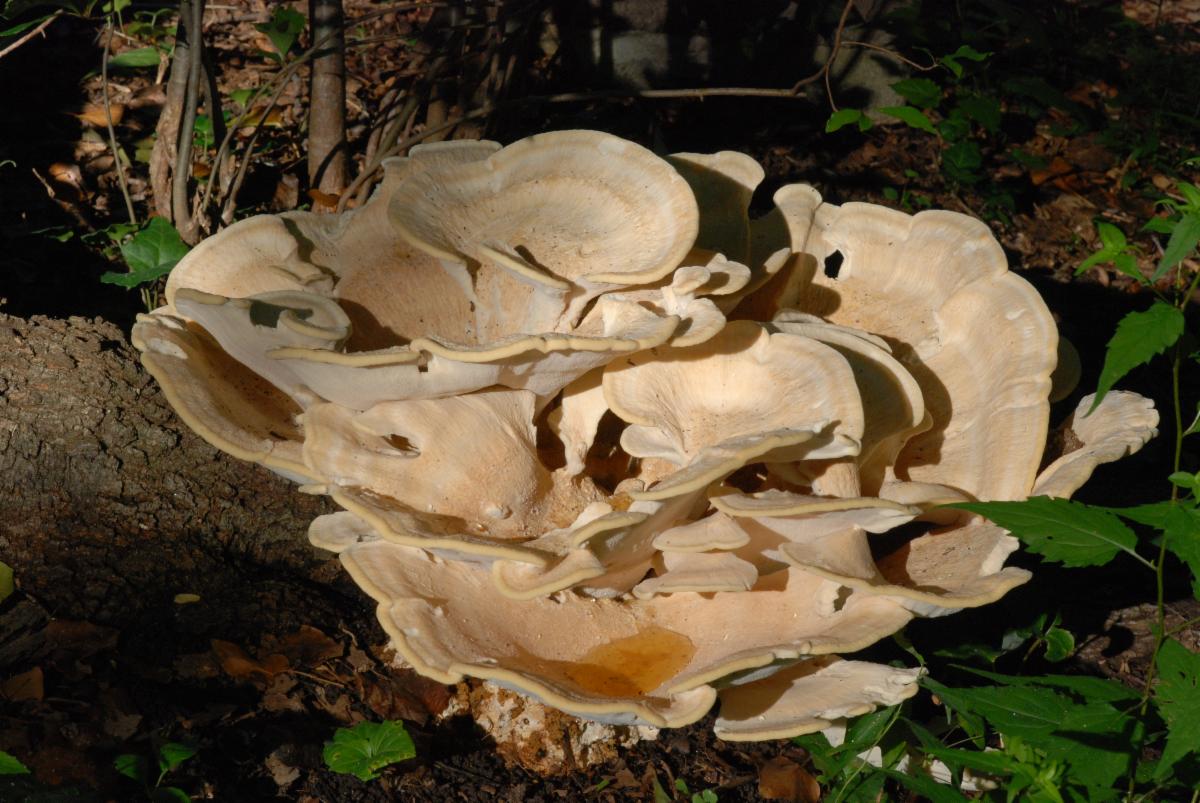 Giant mushroom at Lee