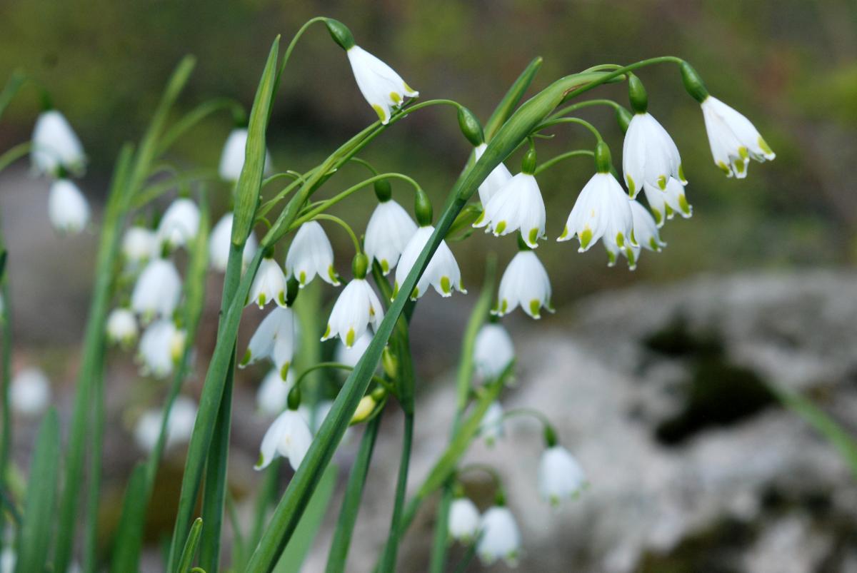 Giant Snowflake closeup Lee Garden