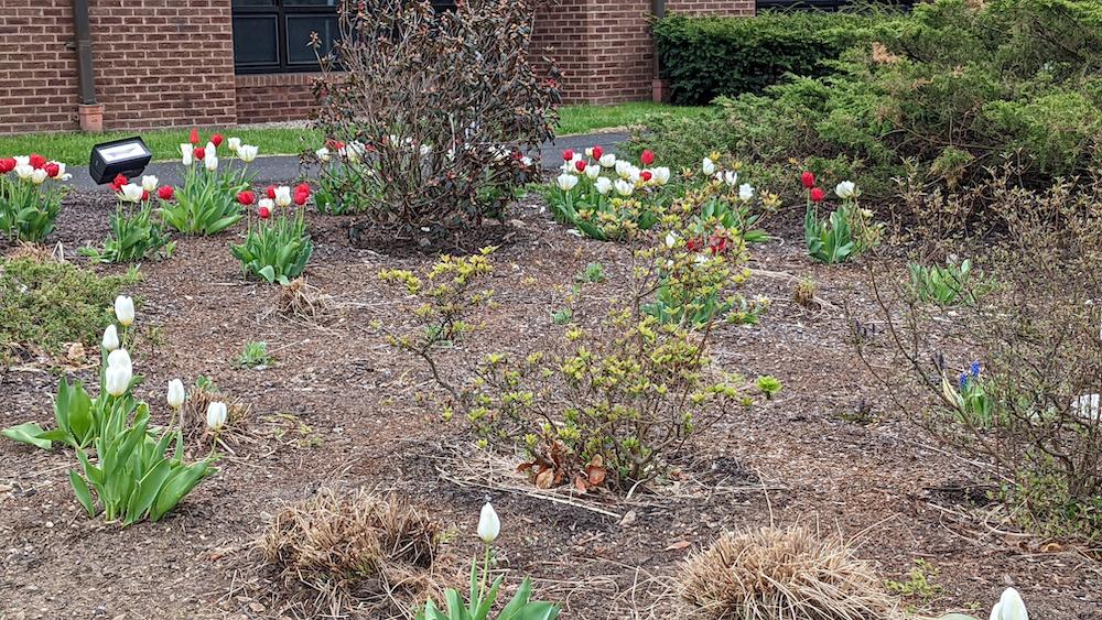 Waveny Care Center tulips
