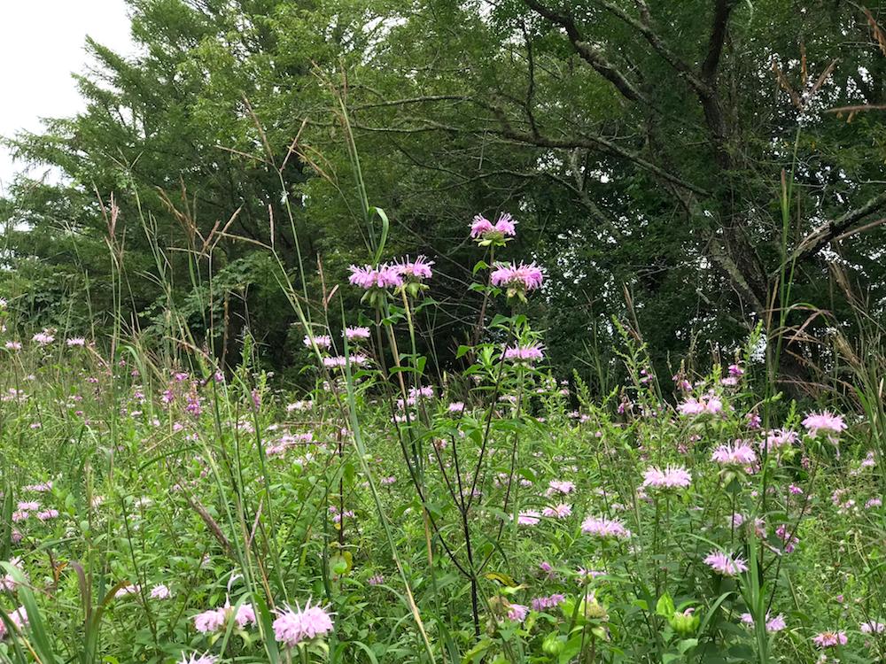 Monarda fistulosa