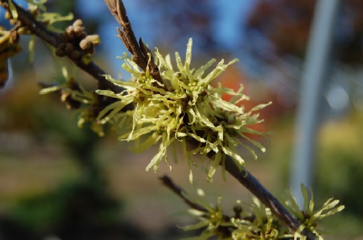 Witch Hazel Harvest Moon