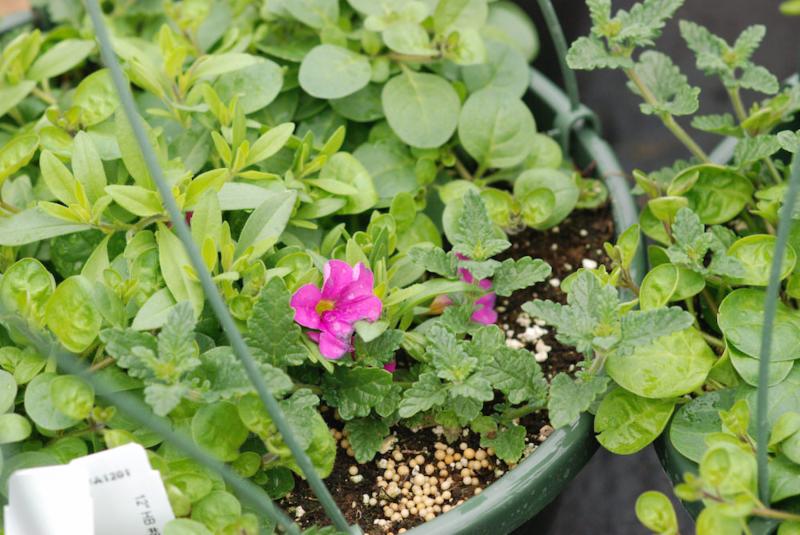Hanging Baskets close up