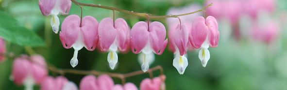 Bleeding Hearts cropped small